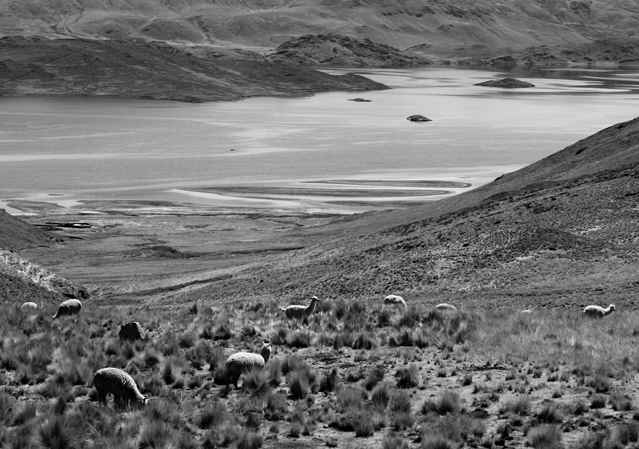 Llamas del lago Lago Titicaca, Puno, Perú