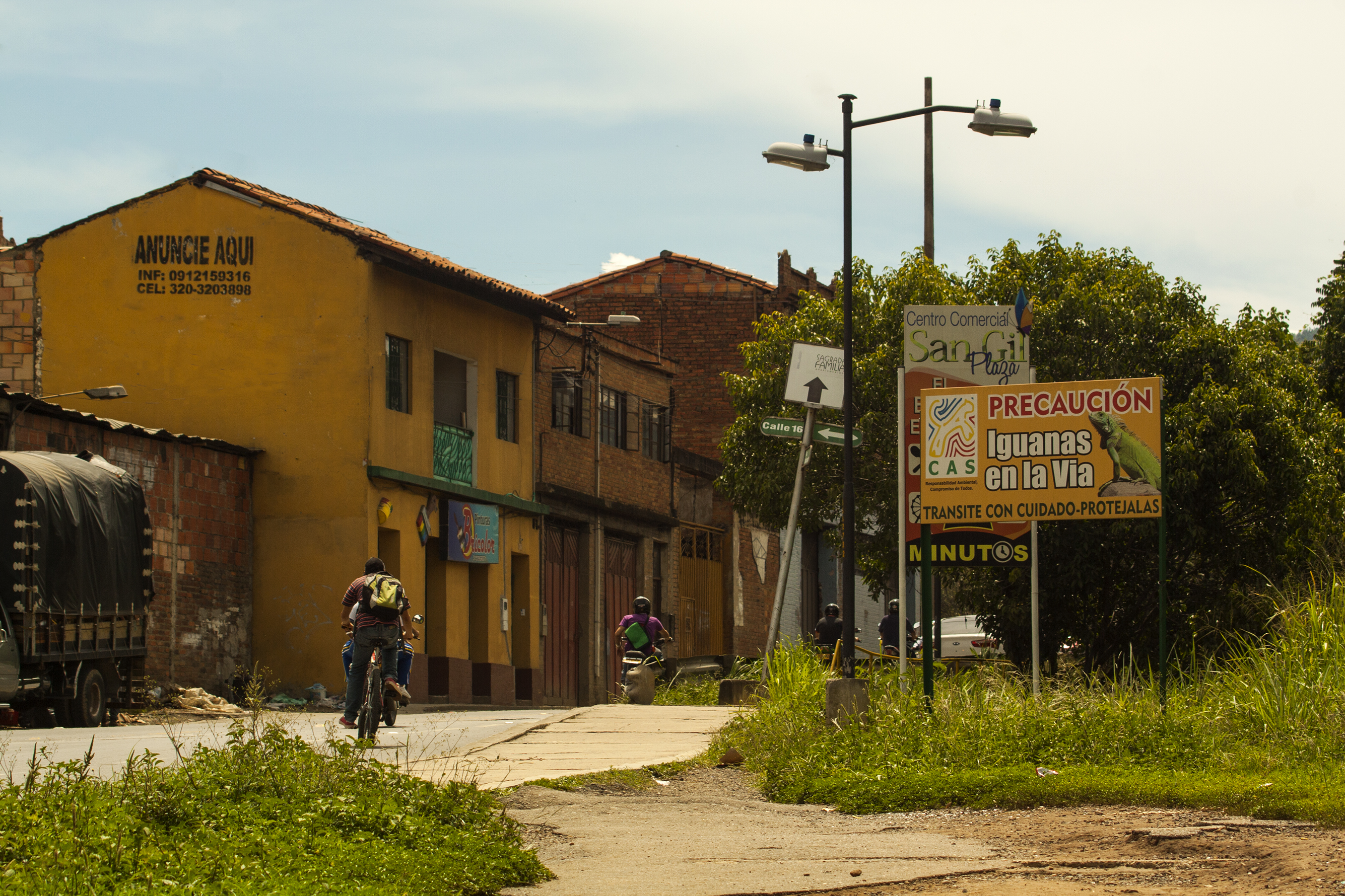 Iguanas en la vía San Gil, Santander, Colombia