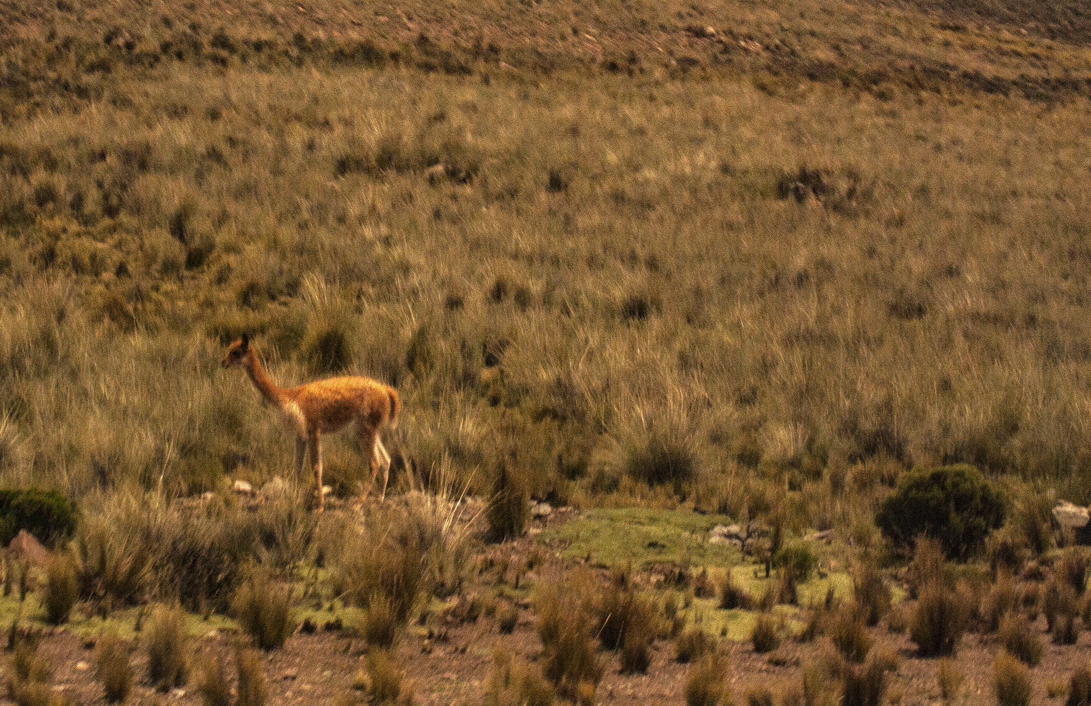 Paisaje de puna Carretera Arequipa a Puno, Puno, Perú