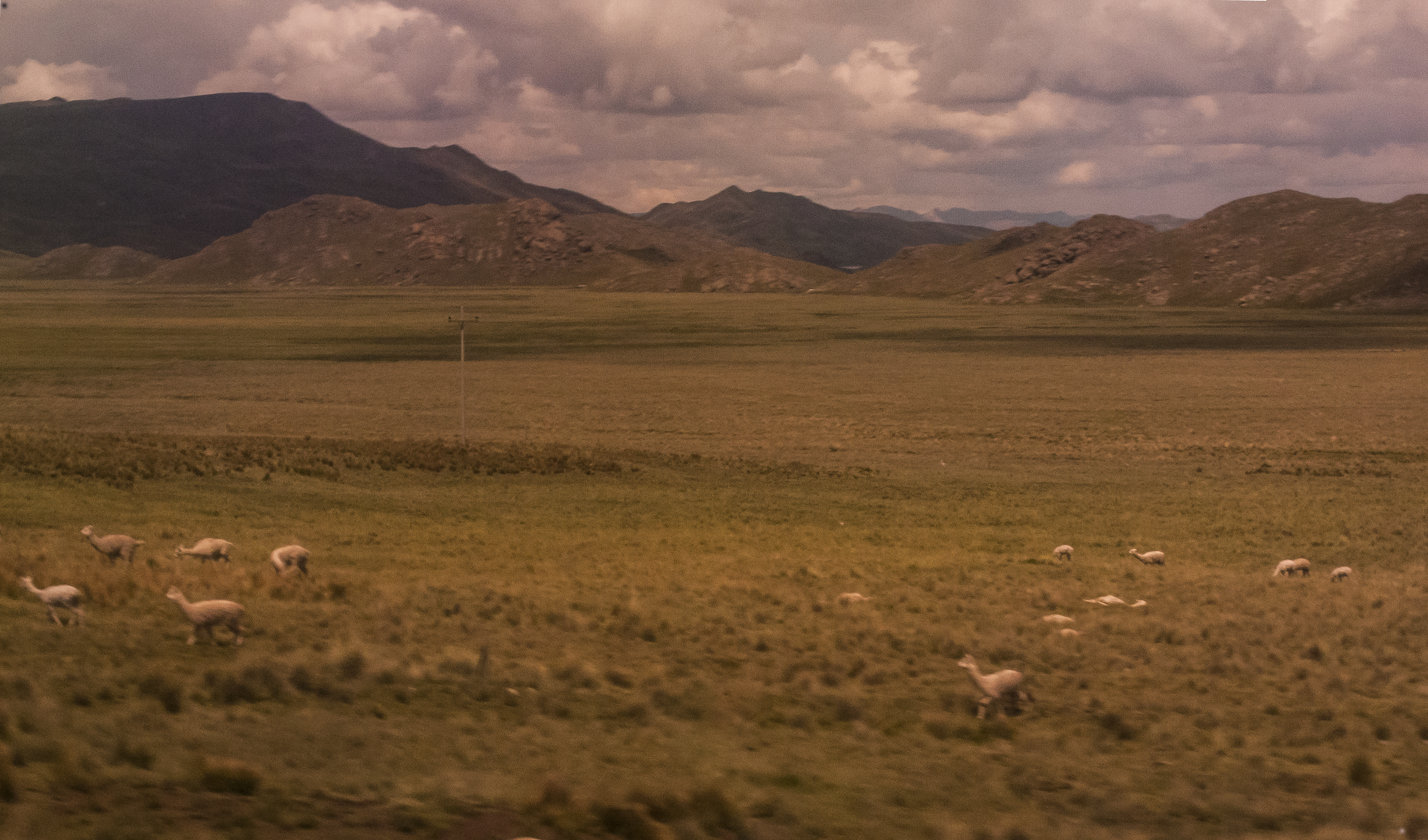 La manada Carretera Arequipa a Juliaca, Perú
