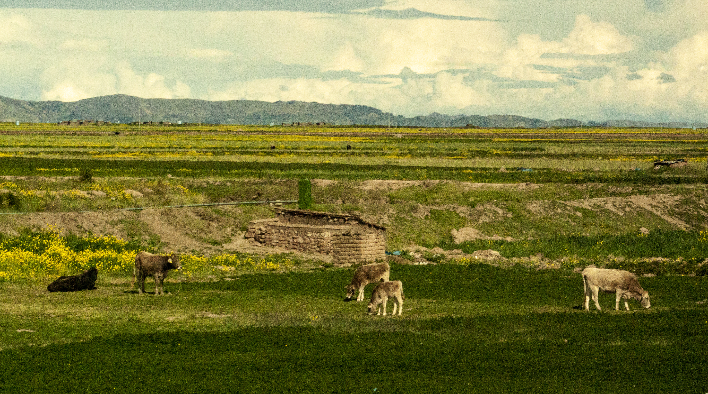 Vida doméstica Carretera de Puno a Desaguadero, Perú
