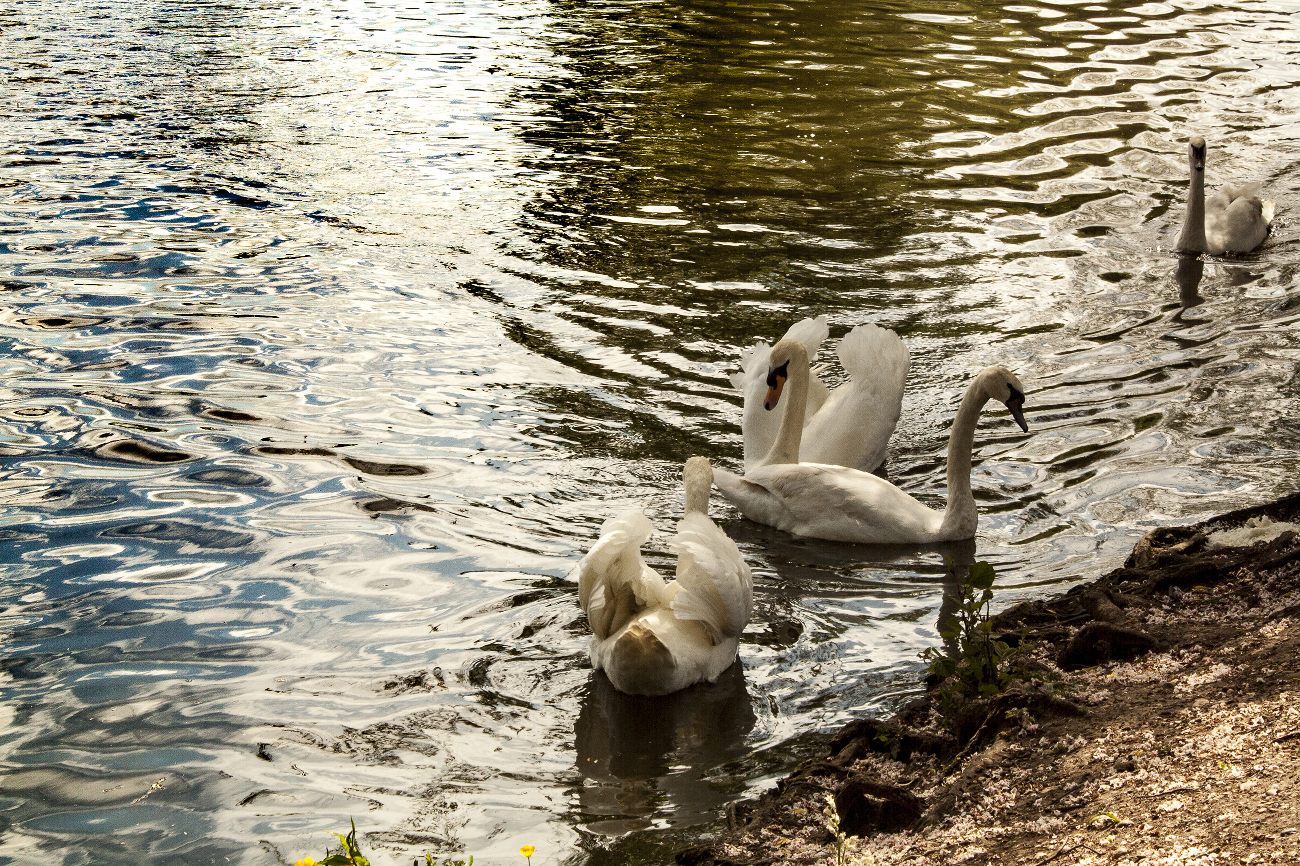 Cisnes en el río Stratford-upon-Avon, UK