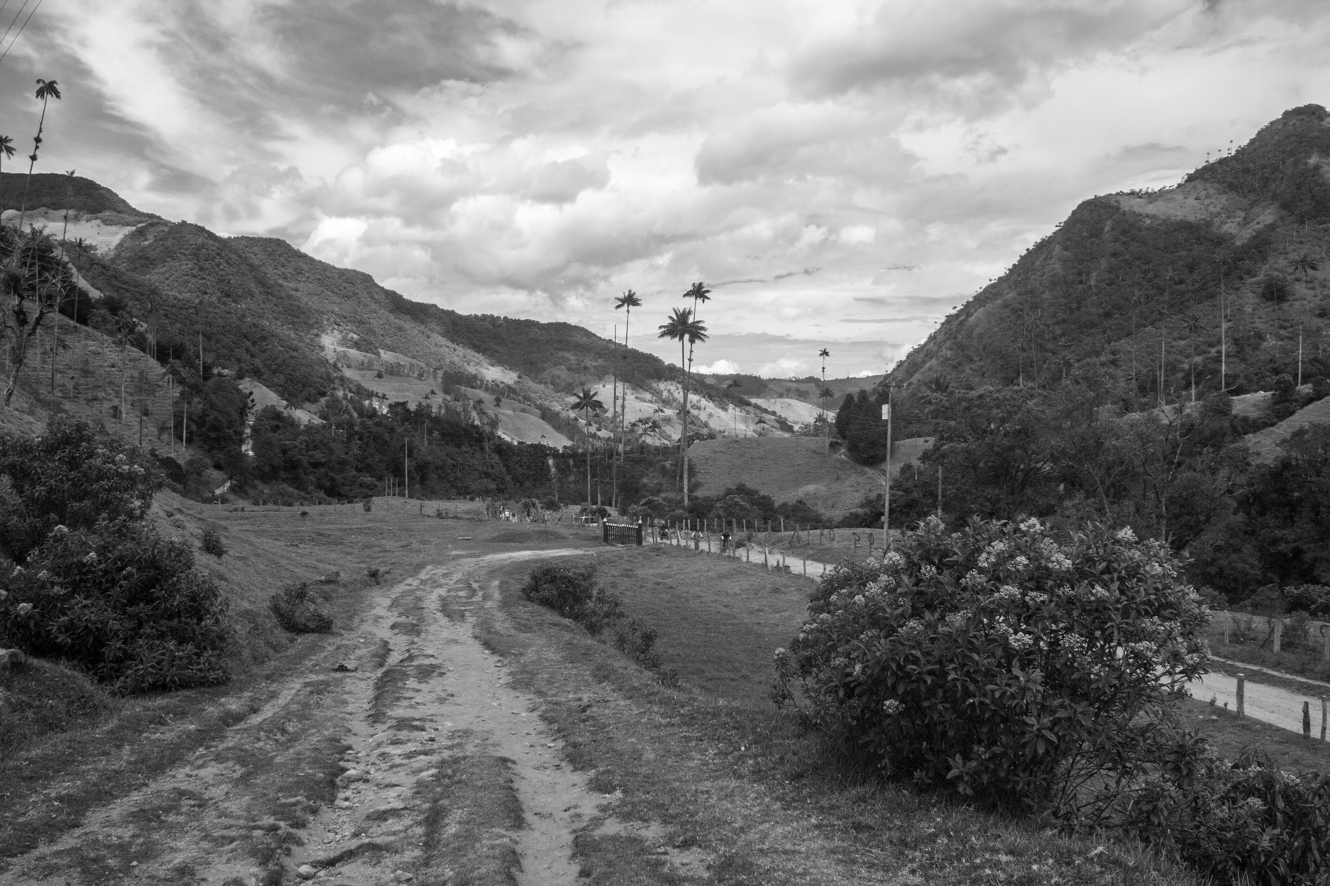 El camino Valle del Cocora, El Quindío, Colombia